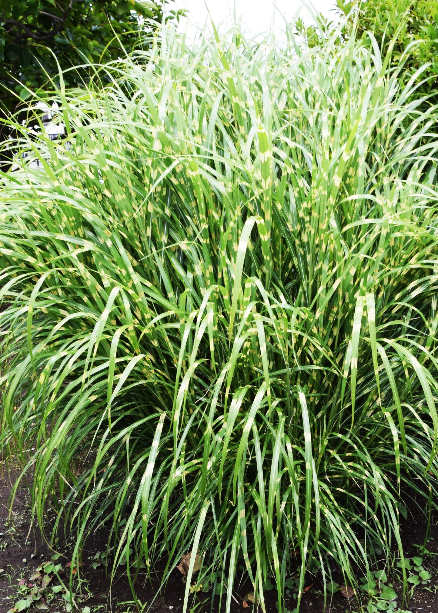 Miscanthus sinensis 'Zebrinus'