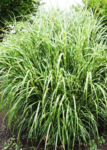 Miscanthus sinensis 'Zebrinus'