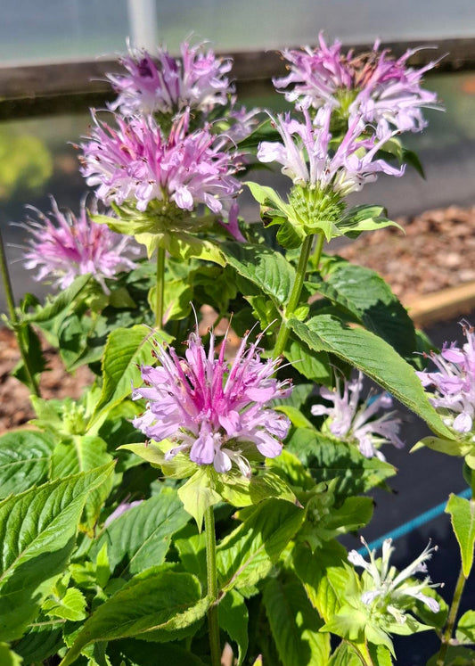 Monarda 'Humdinger'