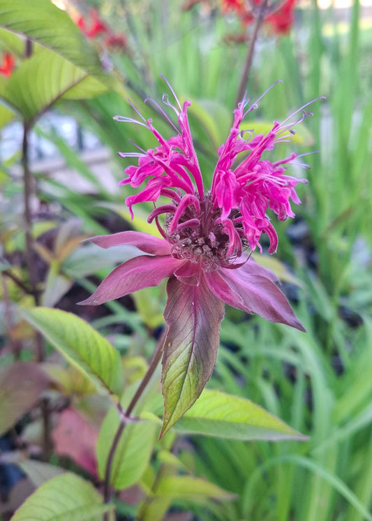 Monarda 'On Parade'