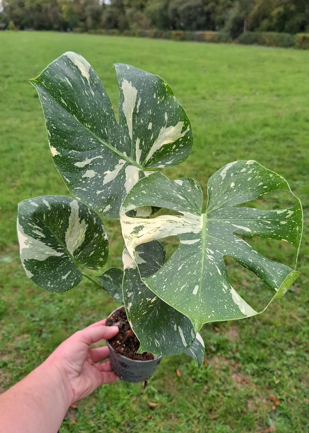 Monstera deliciosa 'Thai Constellation'