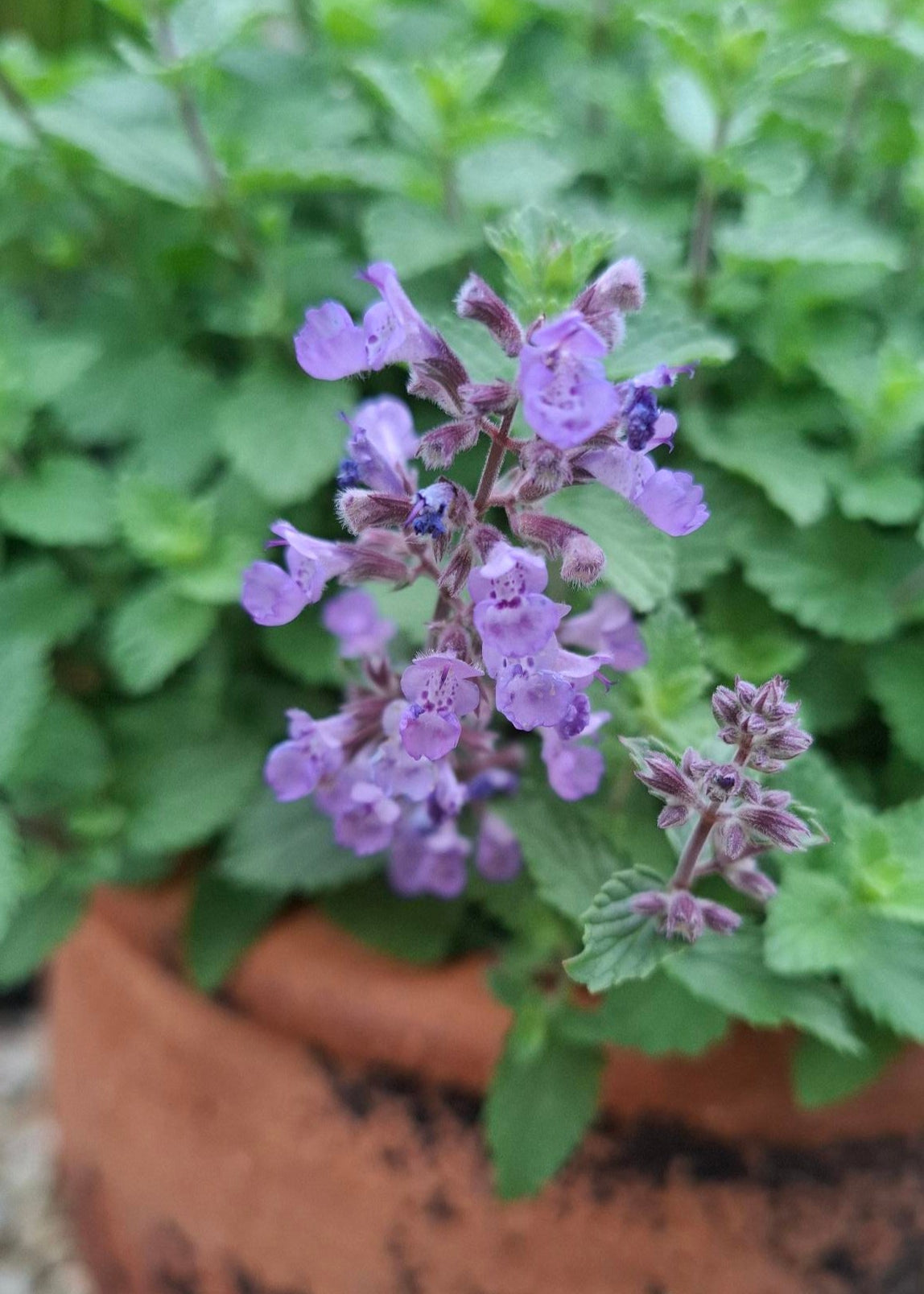Nepeta x faassenii 'Purrsian Blue'