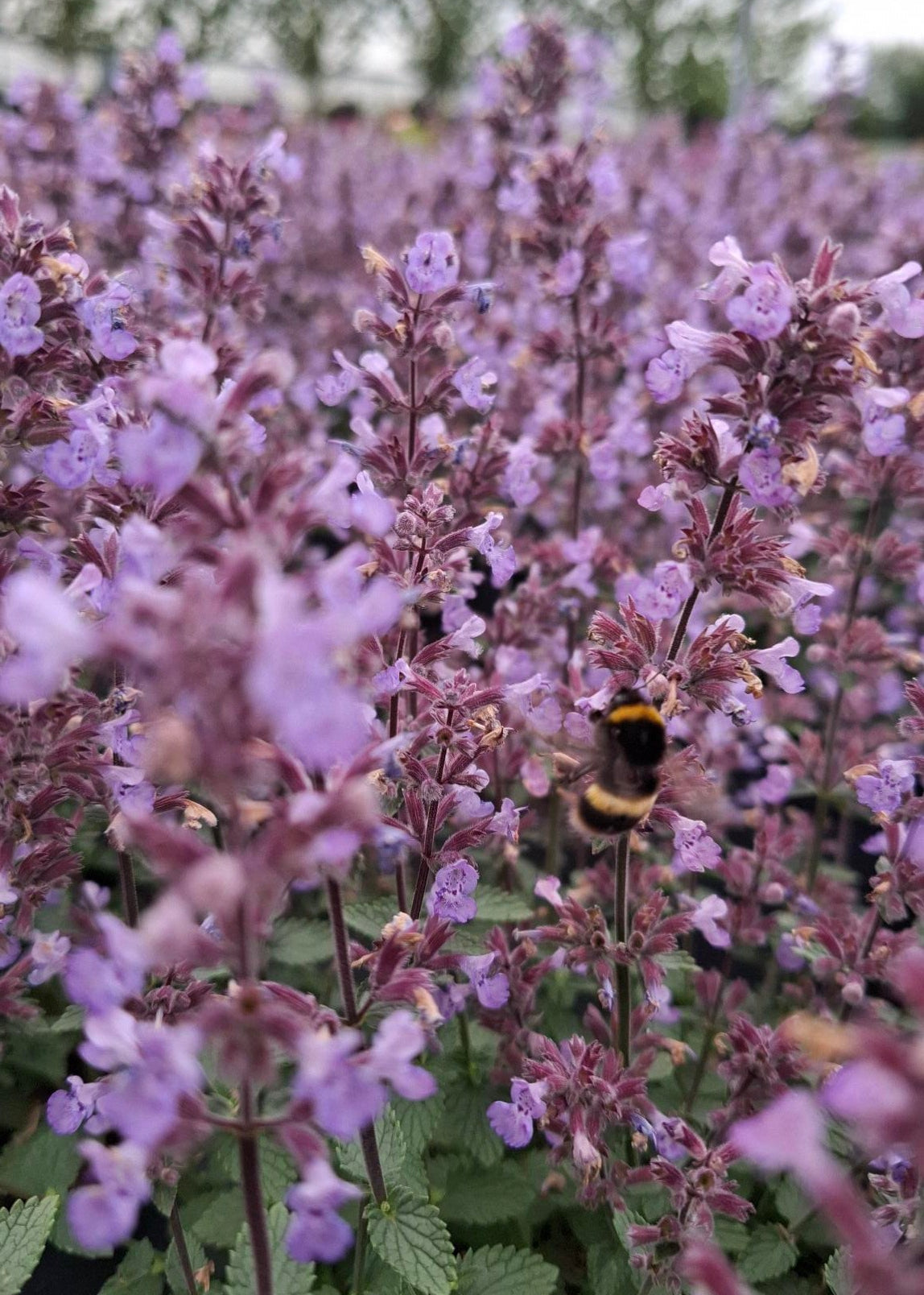 Nepeta x faassenii 'Purrsian Blue'