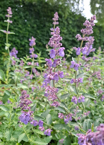 Nepeta x faassenii 'Six Hills Giant'