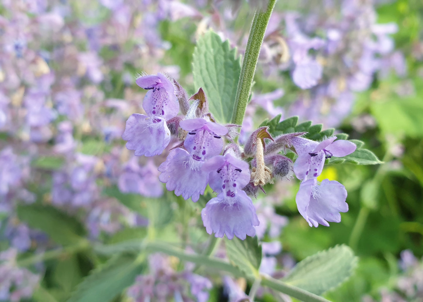 Nepeta x faassenii 'Six Hills Giant'