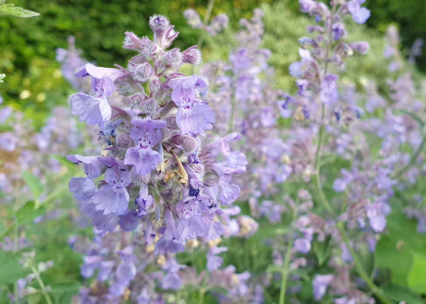 Nepeta x faassenii 'Six Hills Giant'