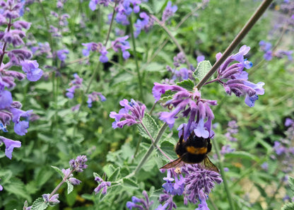 Nepeta x faassenii 'Six Hills Giant'