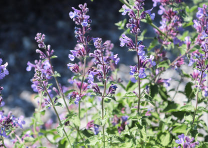 Nepeta x faassenii 'Walkers Low'