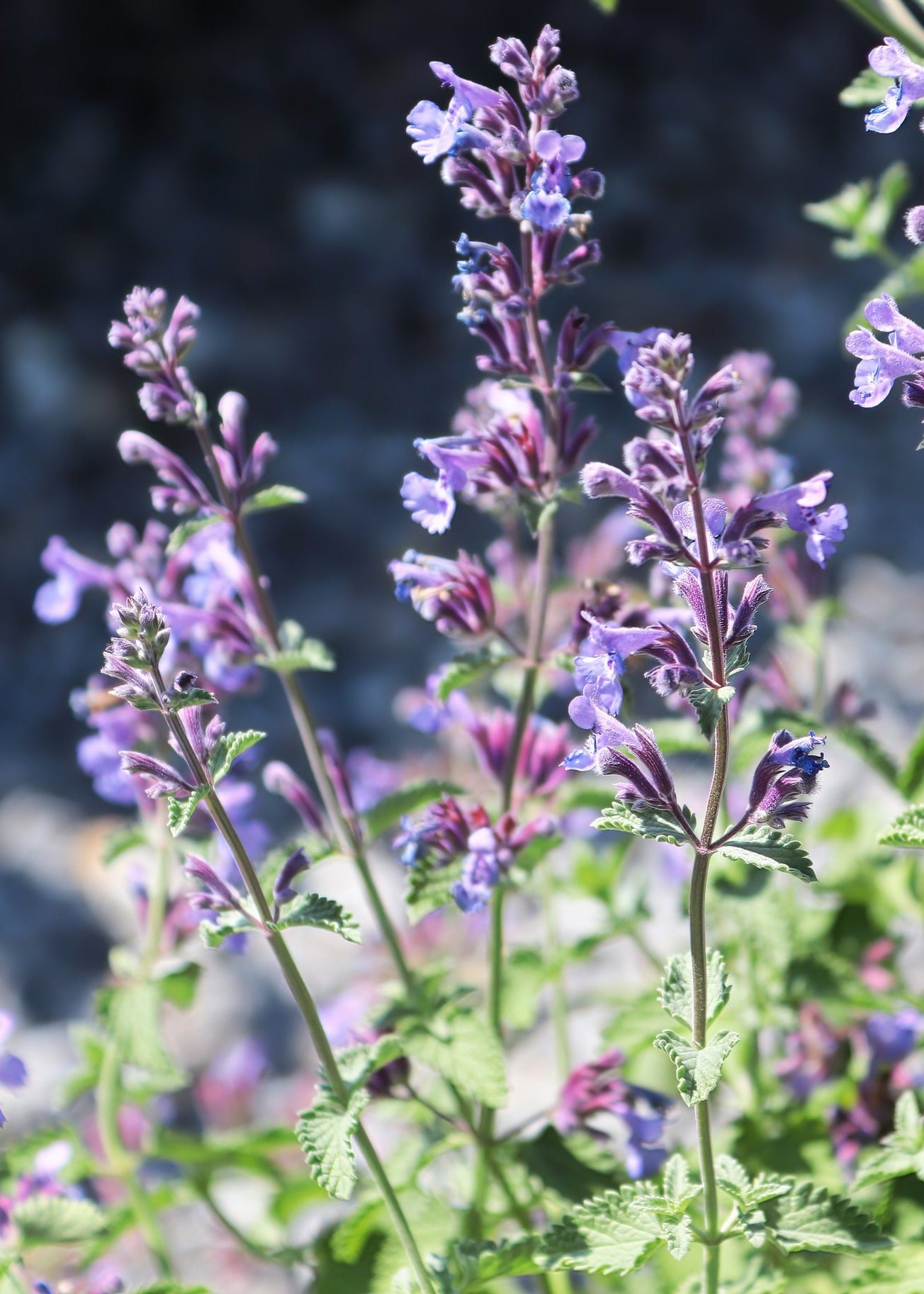 Nepeta x faassenii 'Walkers Low'
