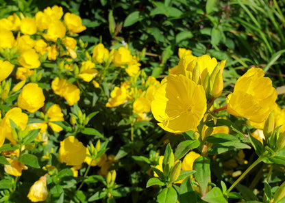 Oenothera fruticosa glauca / Evening Primrose