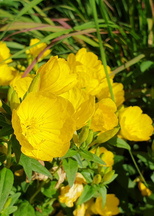 Oenothera fruticosa glauca / Evening Primrose