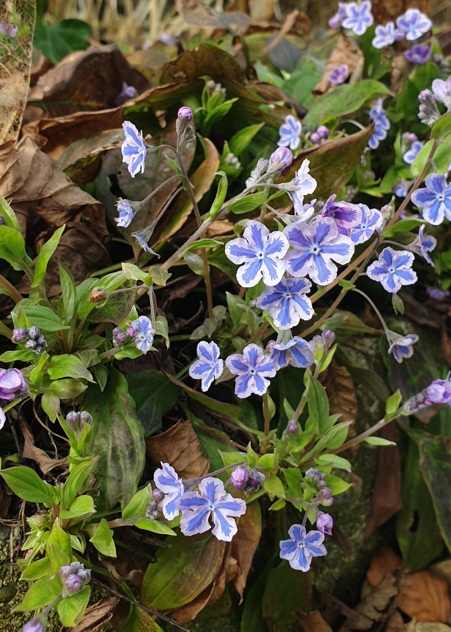 Omphalodes cappadocica 'Starry Eyes'