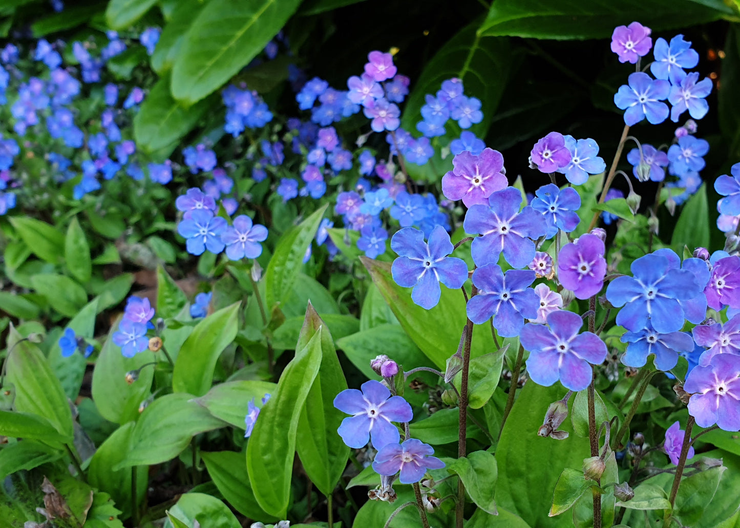 Omphalodes cappadocica