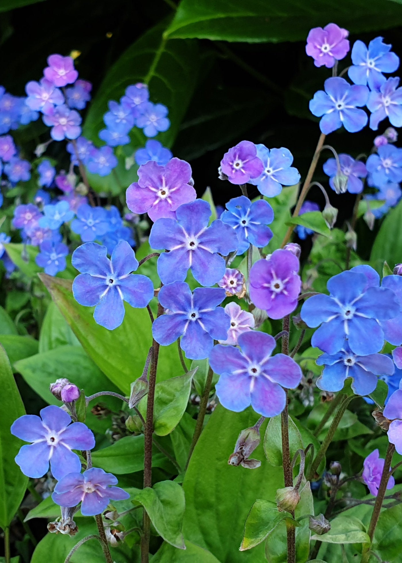 Omphalodes cappadocica