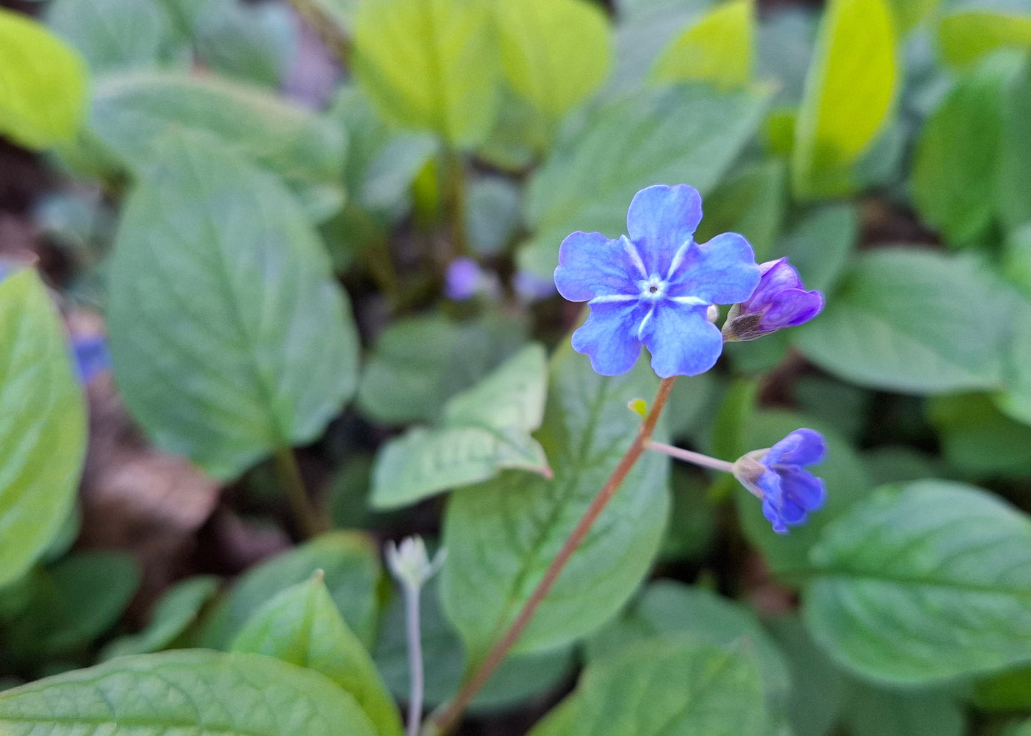 Omphalodes cappadocica