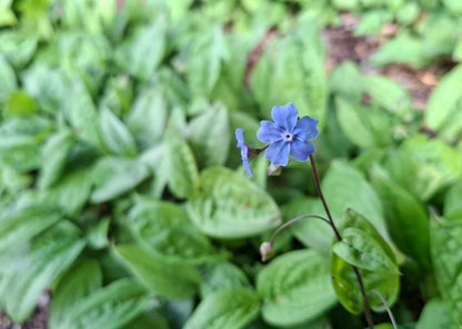 Omphalodes verna