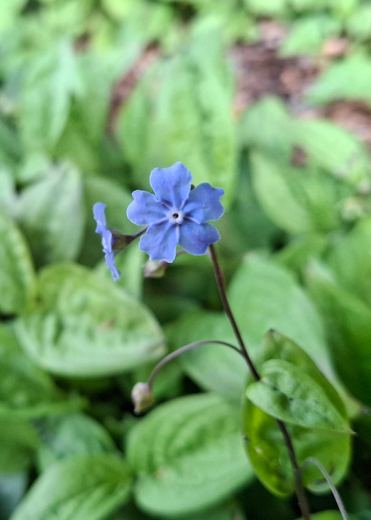 Omphalodes verna