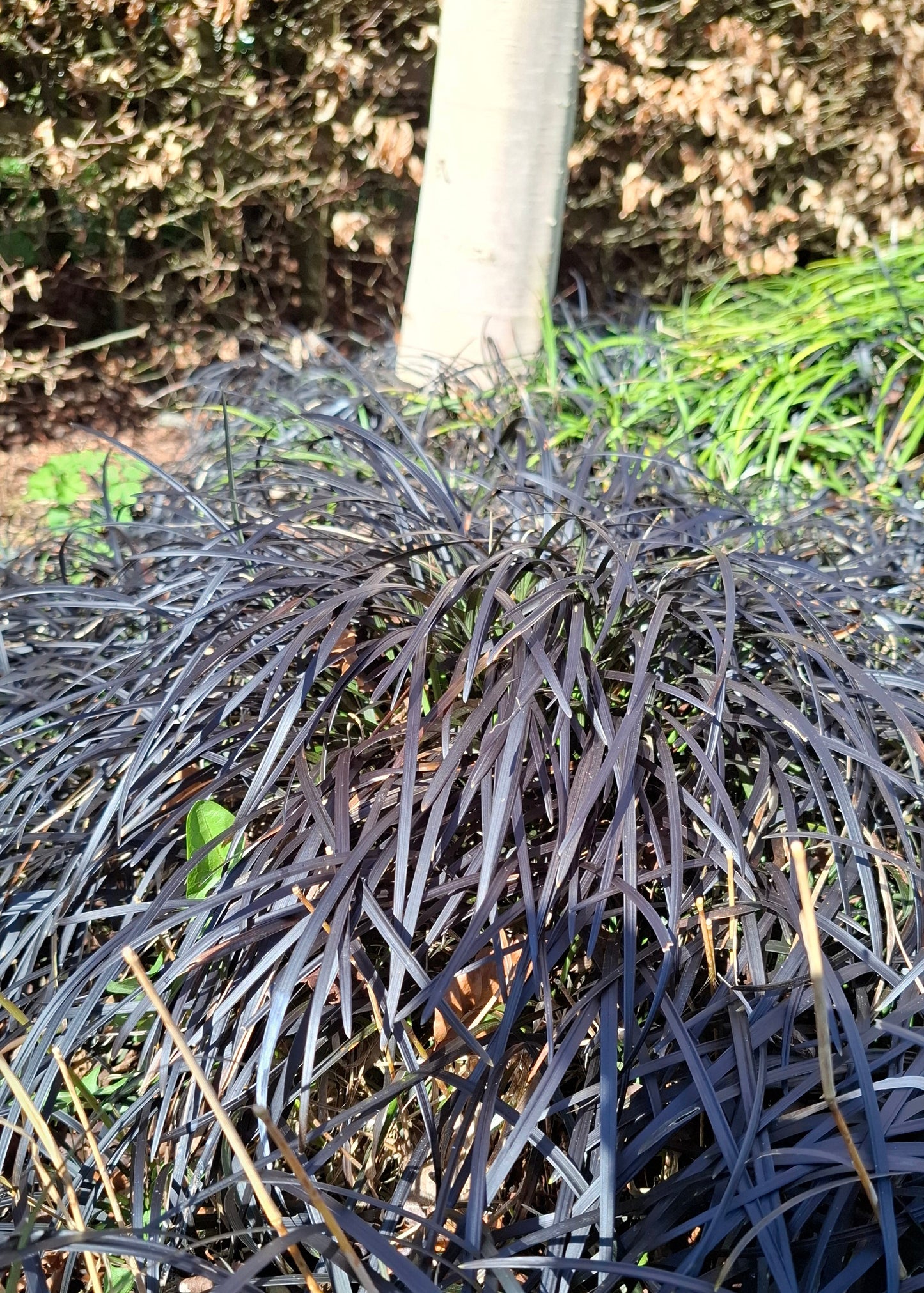 Ophiopogon planiscapus 'Nigrescens'