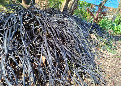 Ophiopogon planiscapus 'Nigrescens'