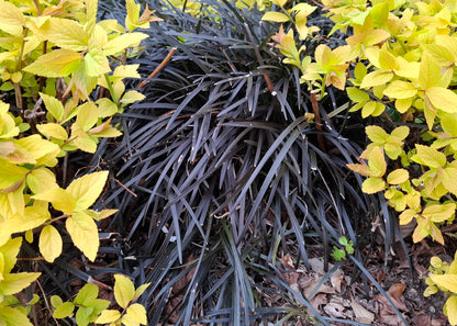 Ophiopogon planiscapus 'Nigrescens'
