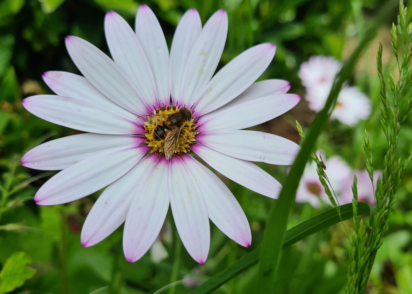 Osteospermum ecklonis