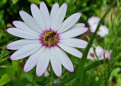 Osteospermum ecklonis