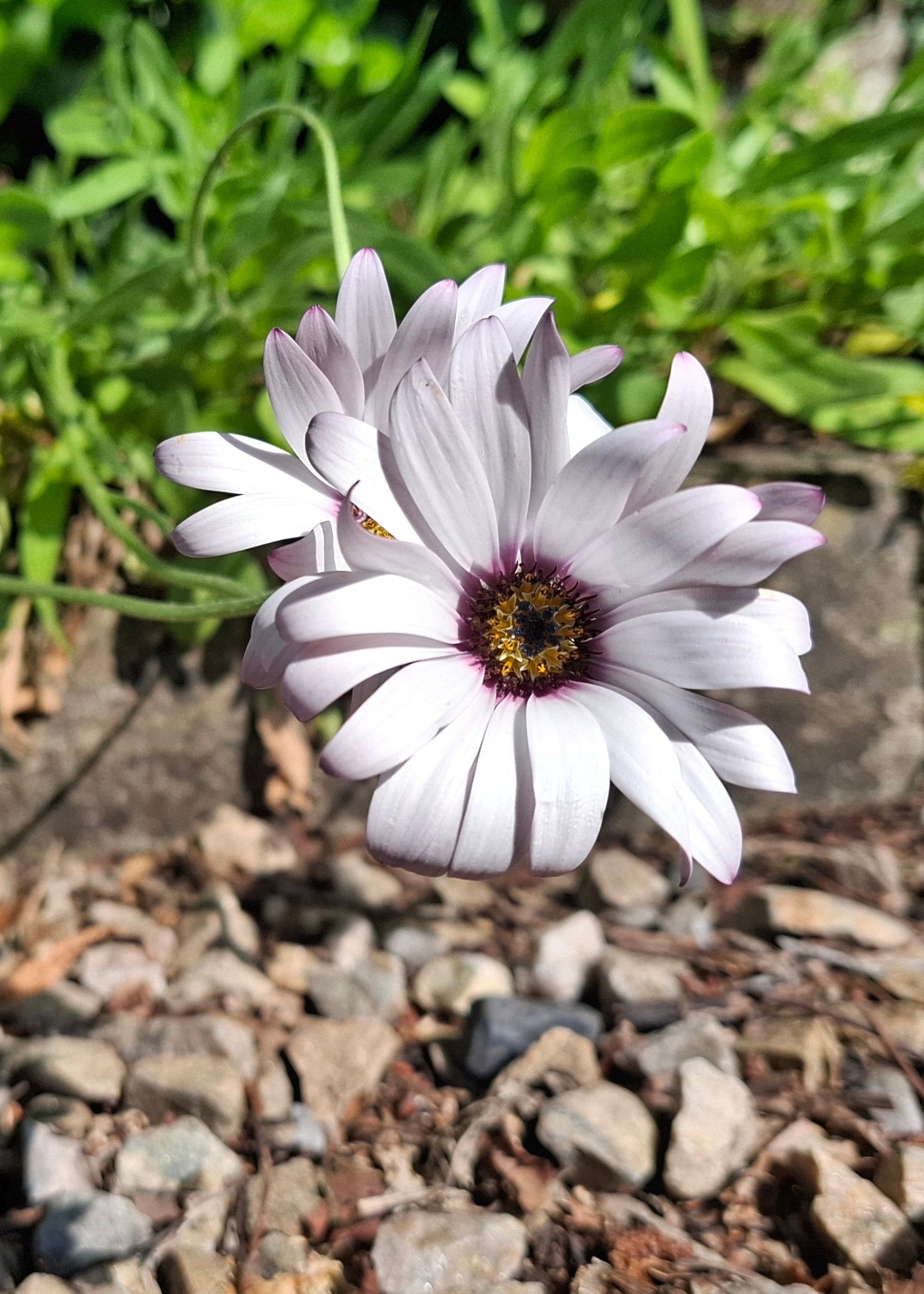 Osteospermum ecklonis