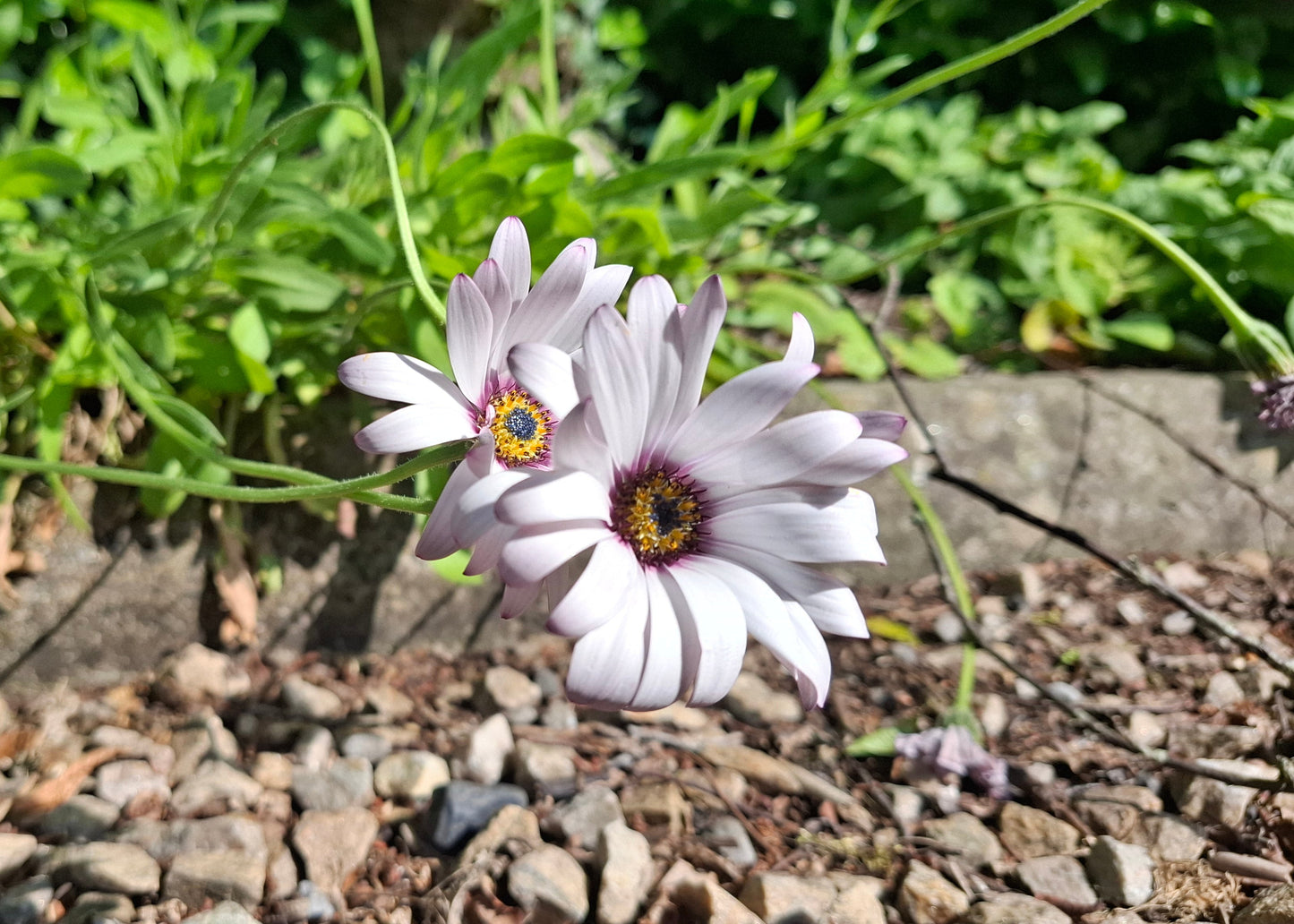 Osteospermum ecklonis