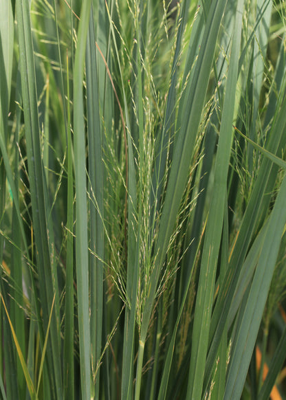 Panicum virgatum 'Heavy Metal'