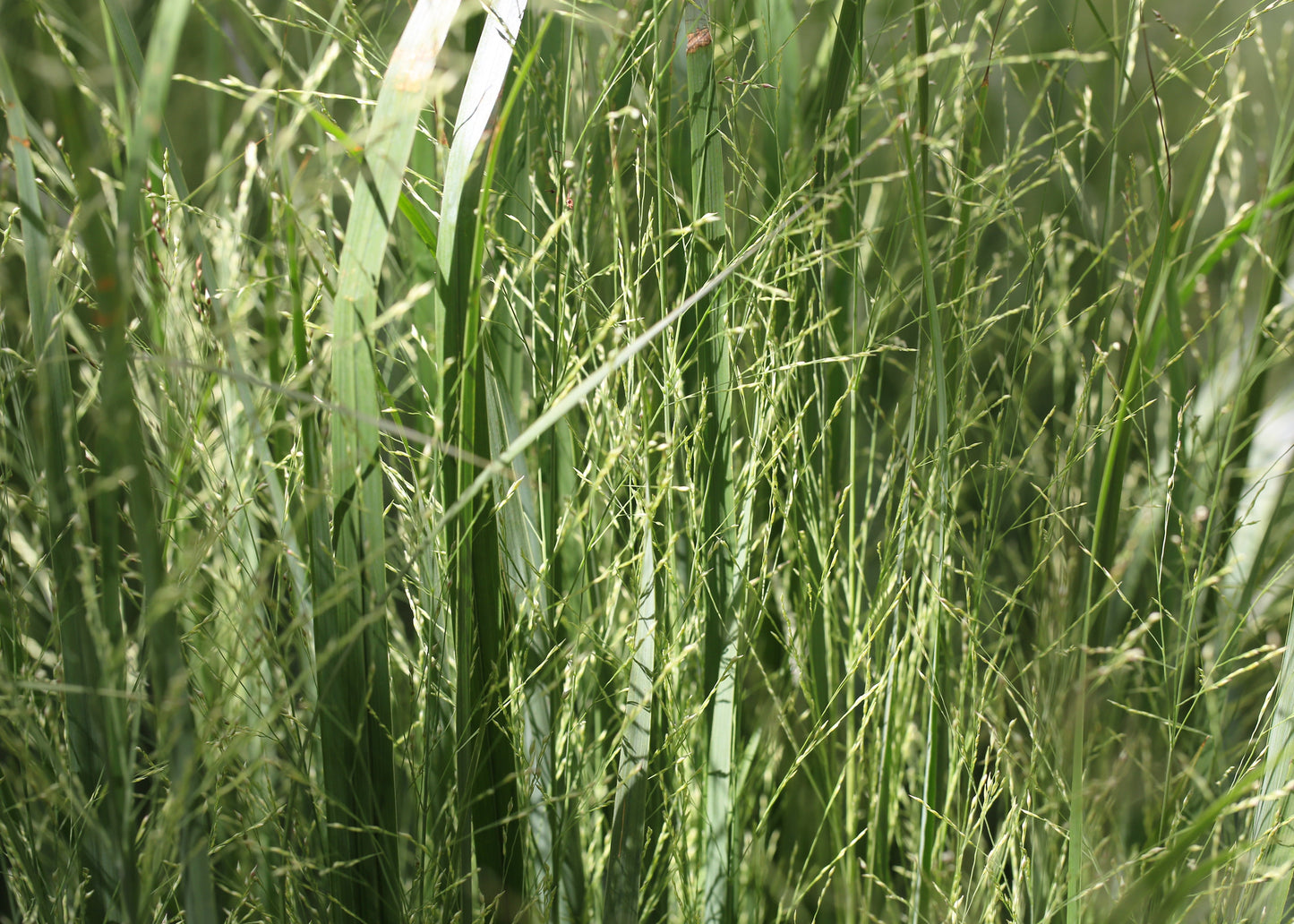 Panicum virgatum 'Heavy Metal'