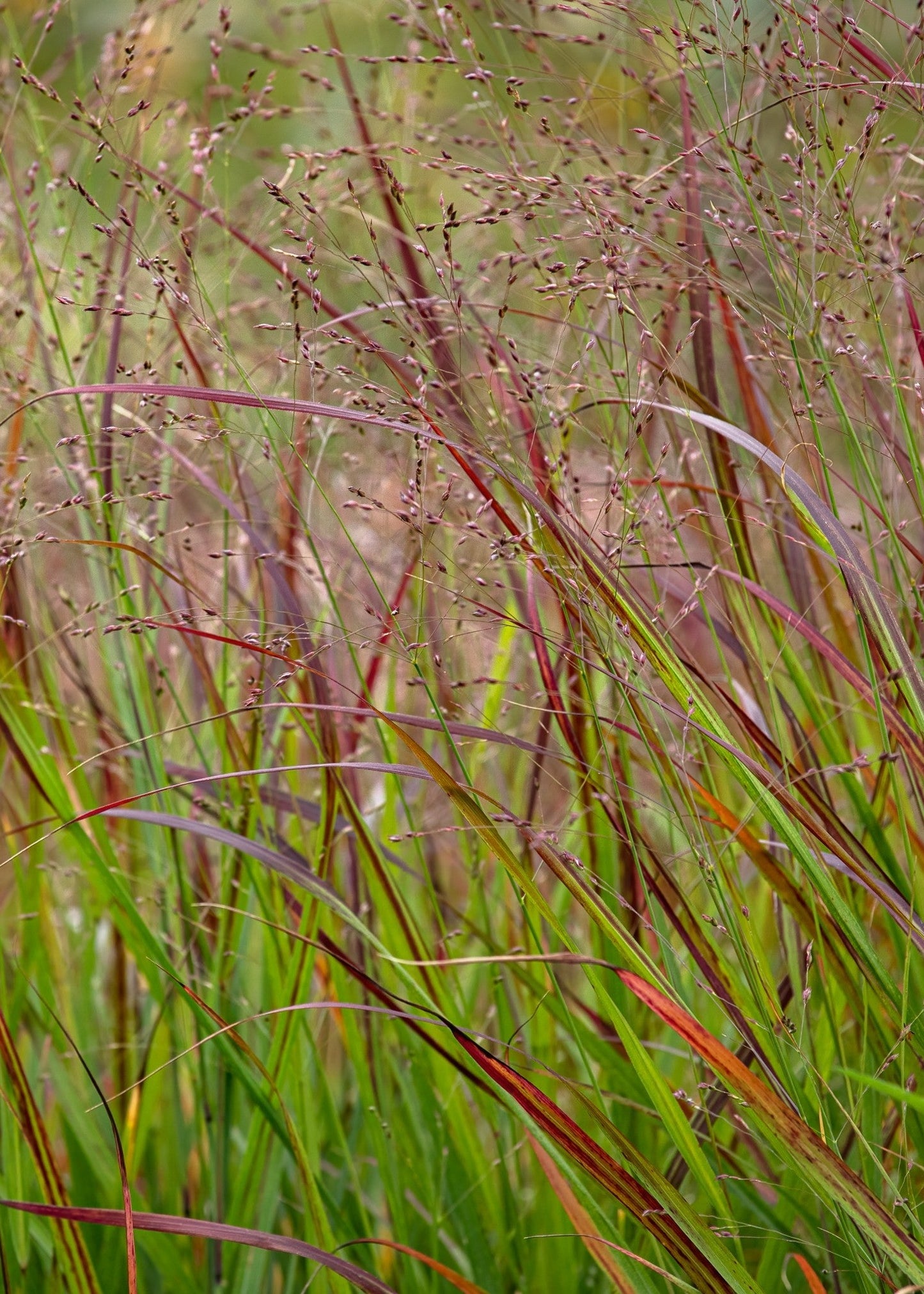 Panicum virgatum 'Squaw'