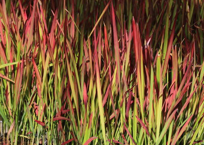 Panicum virgatum 'Squaw'