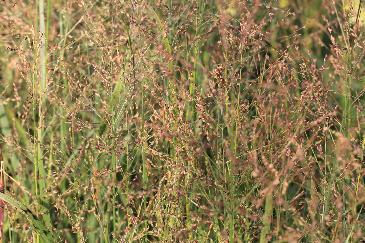 Panicum virgatum 'Warrior'