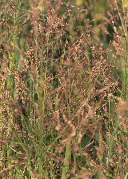 Panicum virgatum 'Warrior'