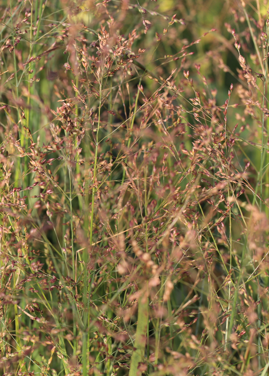 Panicum virgatum 'Warrior'