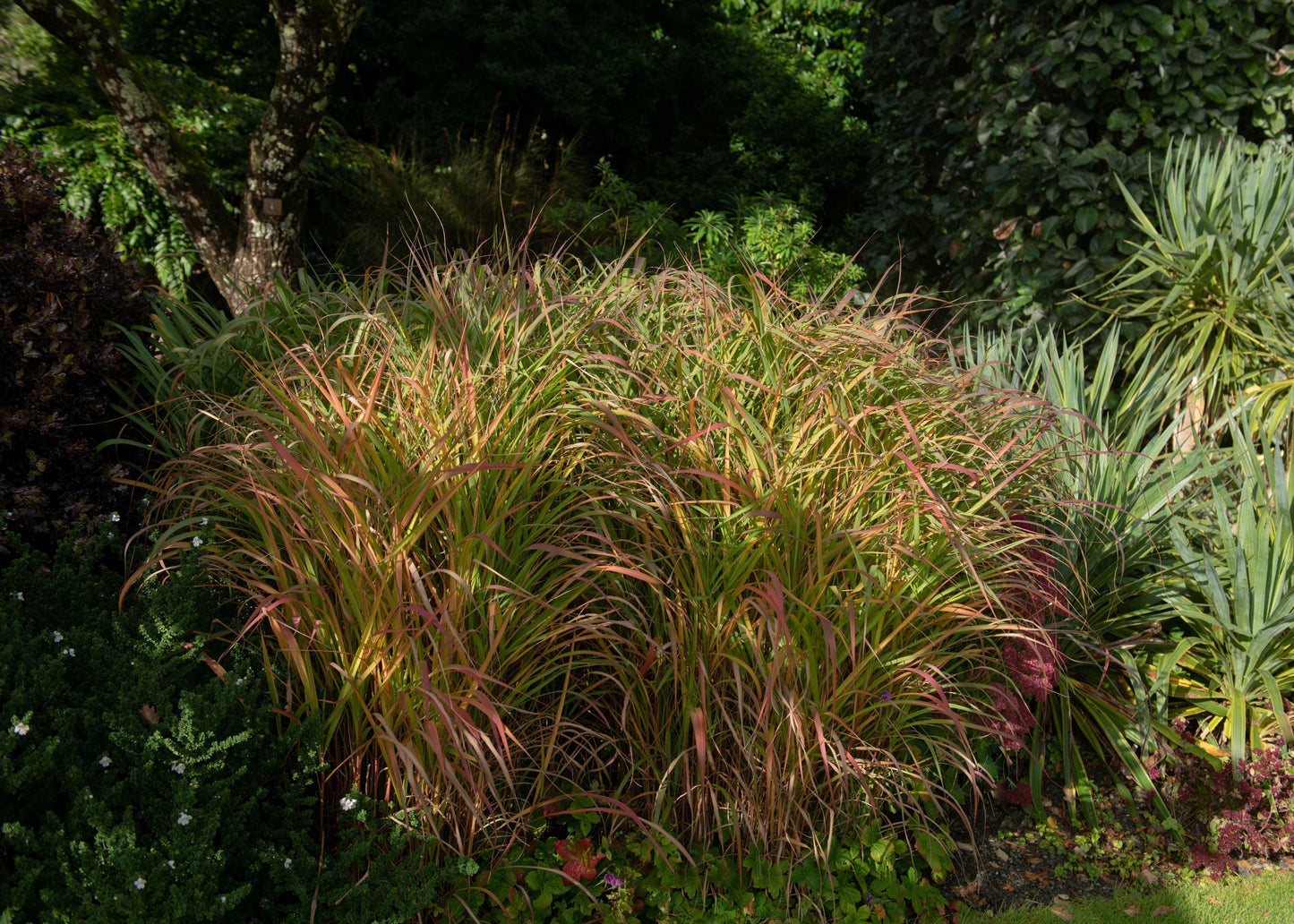 Panicum virgatum 'Warrior'