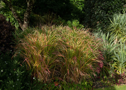 Panicum virgatum 'Warrior'
