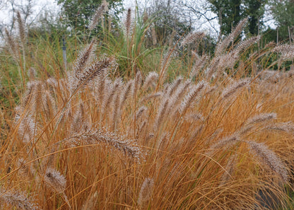 Pennisetum alopecuroides 'Hameln'