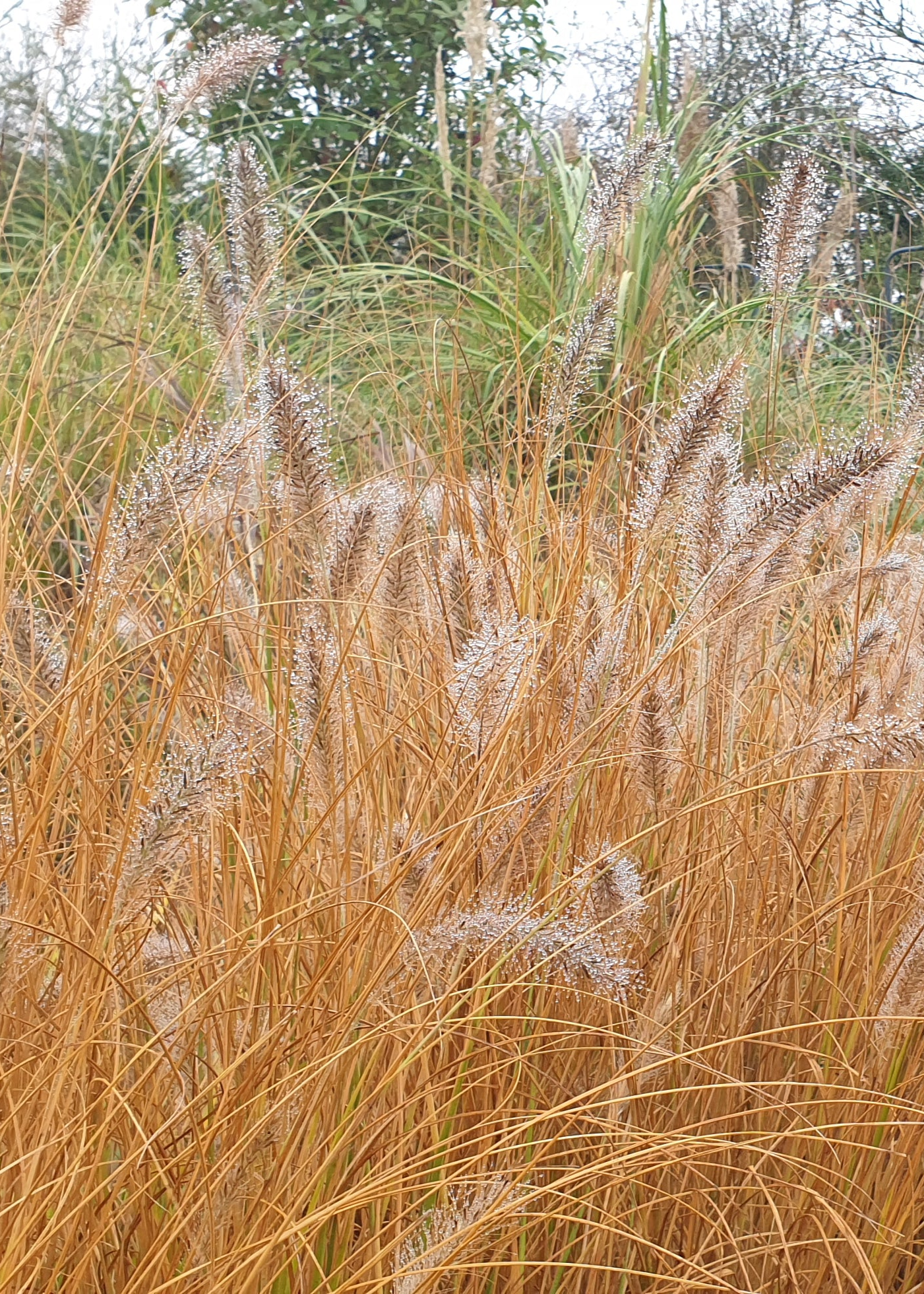 Pennisetum alopecuroides 'Hameln'