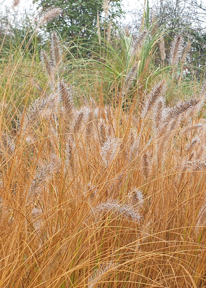 Pennisetum alopecuroides 'Hameln'
