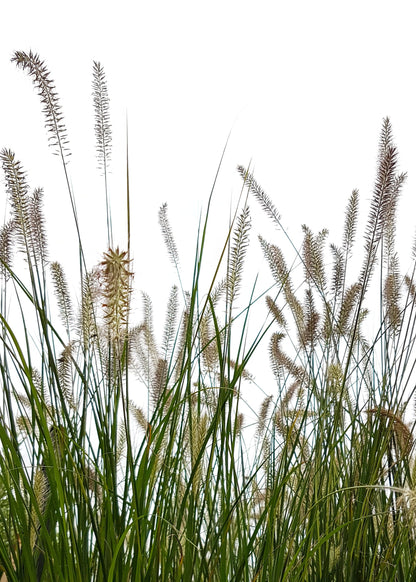 Pennisetum alopecuroides 'Hameln'