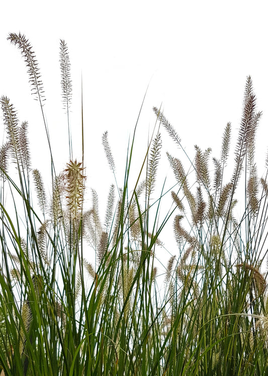 Pennisetum alopecuroides 'Hameln'