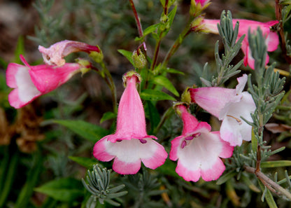 Penstemon 'Apple Blossom'