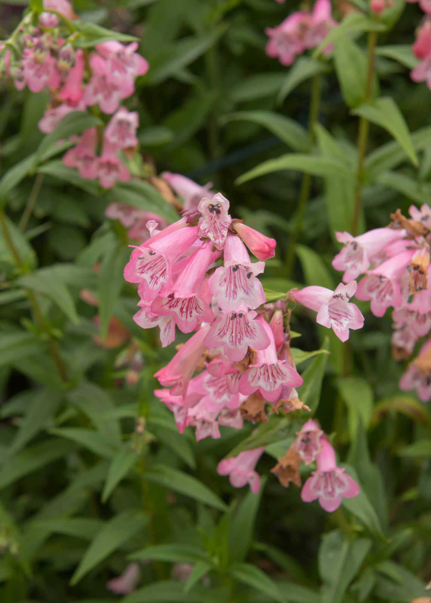 Penstemon 'Apple Blossom'