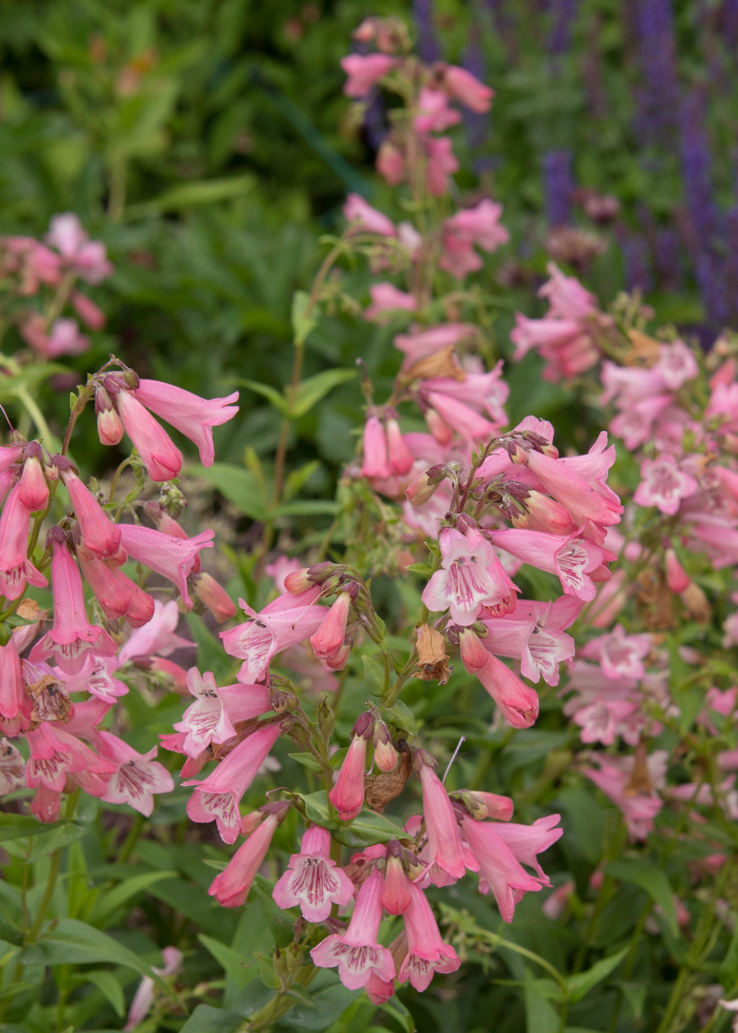 Penstemon 'Apple Blossom'