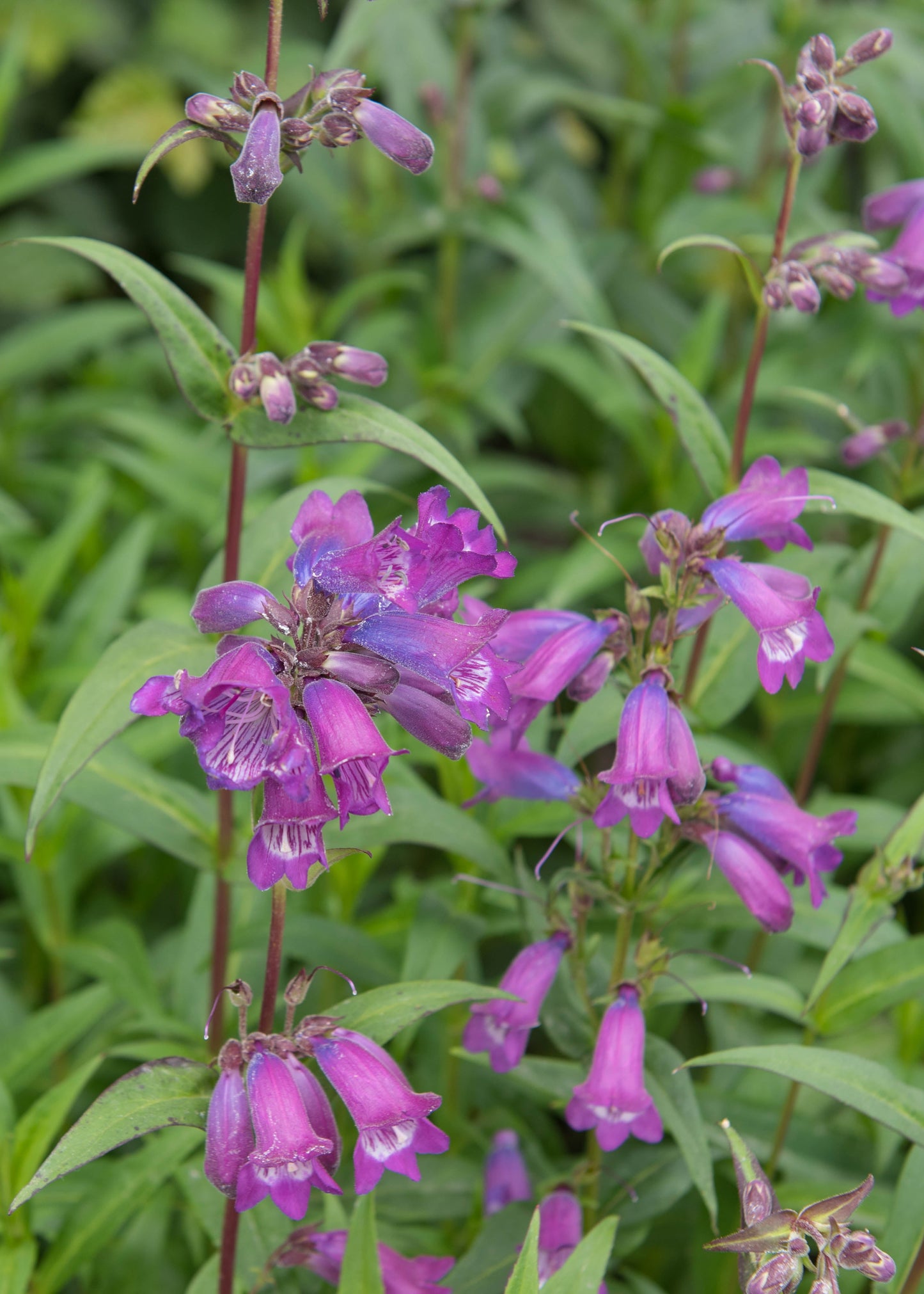 Penstemon 'Sour Grapes'