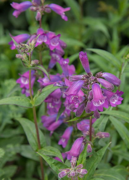 Penstemon 'Sour Grapes'