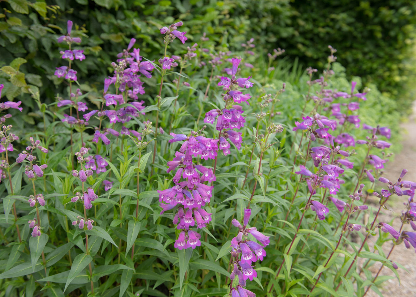 Penstemon 'Sour Grapes'