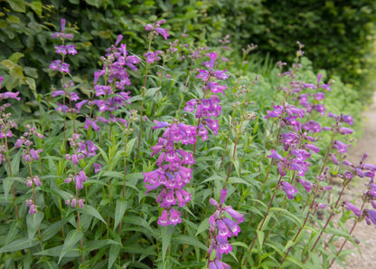 Penstemon 'Sour Grapes'