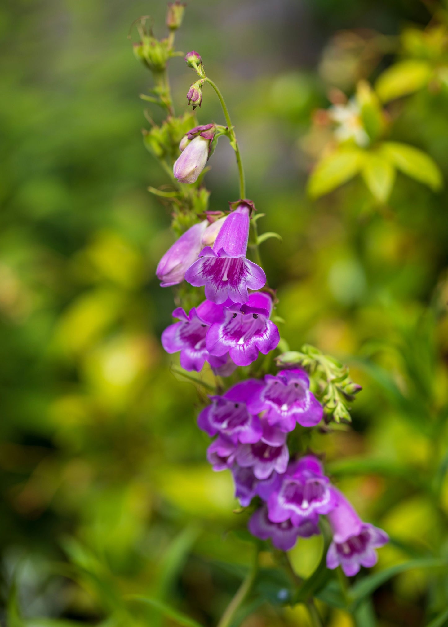 Penstemon 'Sour Grapes'